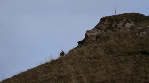 Herd of Alpine chamois climbing in Lessini mountain in Veneto Stock Footage 243245815