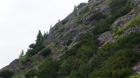 Herd of alpine chamois walking on a steep rocky mountainside Stock Footage 318961701