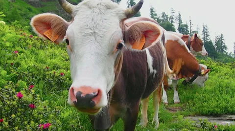 Herd of alpine cows with cowbells Stock Footage 32328204