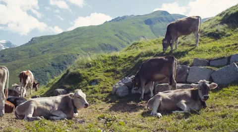 A herd of Alpine cows resting on the green hills of Alps Video stock 67487569
