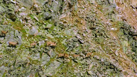 Herd of alpine ibex climbing a steep rocky mountain slope Stock Footage 337010851