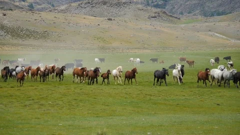 Herd Altai horses 3 Stock Footage 82900295