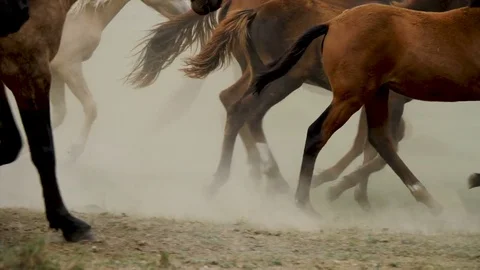 Herd Altai horses 7 Stock Footage 82900560