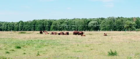 A herd of American bison grazing behind a fence in a grassy meadow Stock Footage 323774577