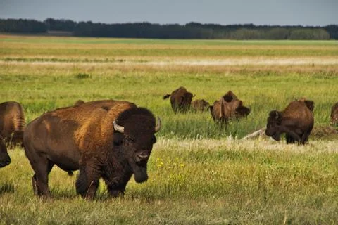 A herd of American Bison Photos