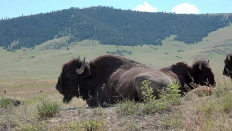 A herd of American Bison, rest in the grass in Western Montana. Stock Footage 338106111