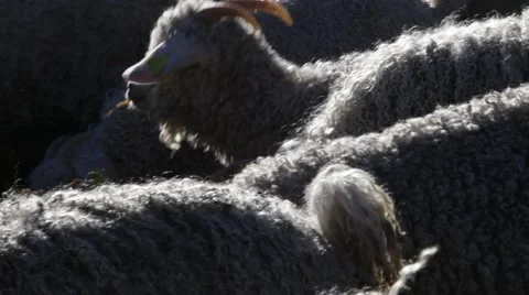 Herd of Angora goats - close up Stock Footage 48609851