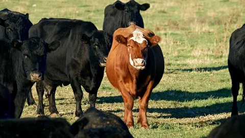 Herd of Angus Beef Cattle - one red and several black chewing the cud Stock Footage 98160960