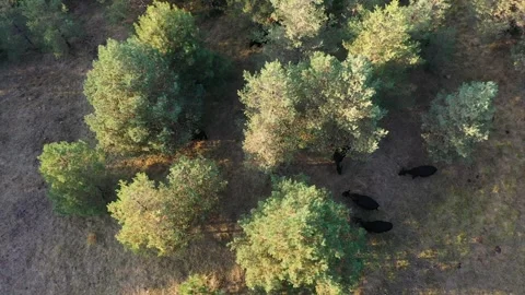 Herd of Angus cattle in the forest Stock Footage 283638529