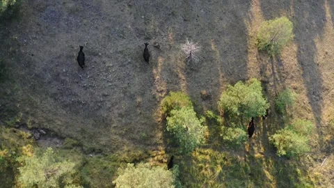 Herd of Angus cattle grazing Stock Footage 283638547