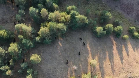 Herd of Angus cattle grazing Stock Footage 283638574