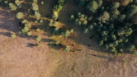 Herd of Angus cattle grazing Stock Footage 283638681