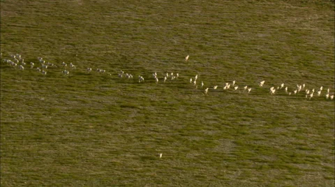 Herd of animals and Wolf Stock Footage 44692878