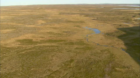 Herd of animals crossing Tundra Stock Footage 44693254