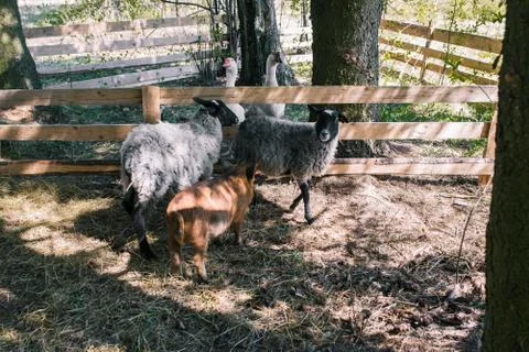 Herd of animals in the forest. Two sheep, two geese and a pig walk on the far Stock Photos