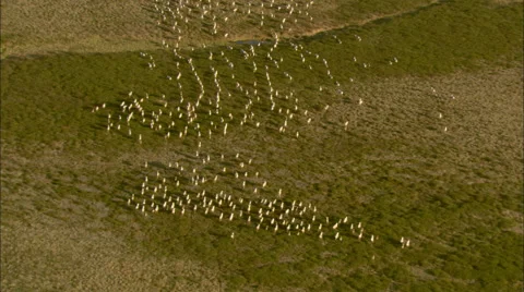 Herd of animals running Stock Footage 44692881