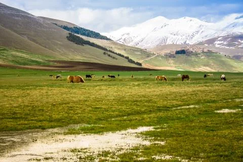 Herd of animals in a valley Stock Photos