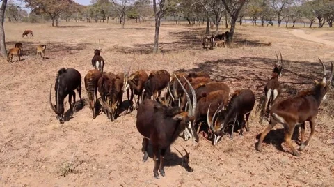 Herd of Antelope (1 of 2) Stock Footage 43839783