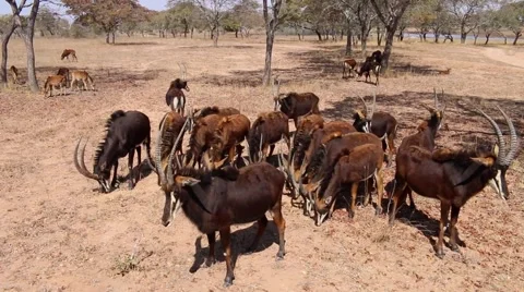 Herd of Antelope (2 of 2) Stock Footage 43839782