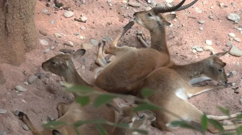 Herd Of Antelope Video stock 64895395