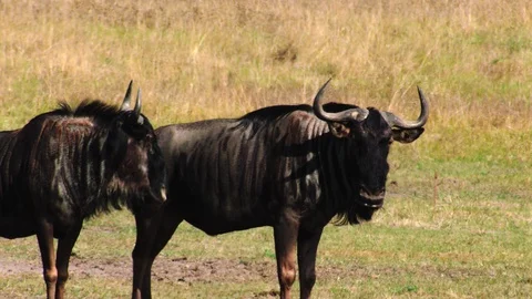 Herd of antelope Gnu Video stock 94774863