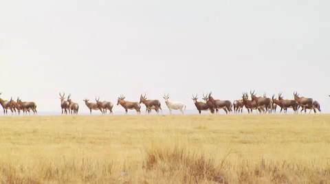 Herd of antelope in grassland Stock Footage 54590815