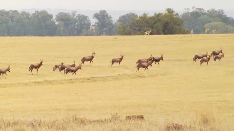 Herd of antelope in grassland Stock Footage 54590832