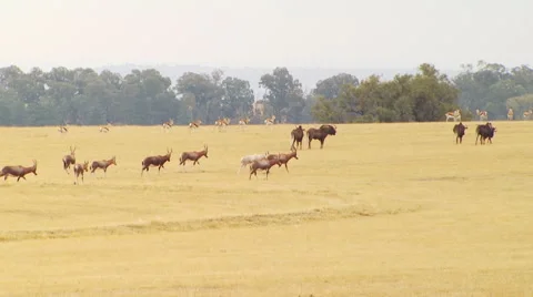 Herd of antelope in grassland Stock Footage 54590846