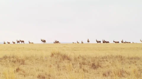 Herd of antelope in grassland Stock Footage 54590863