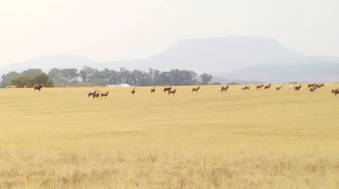 Herd of antelope in grassland of ranch Stock Footage 54590757