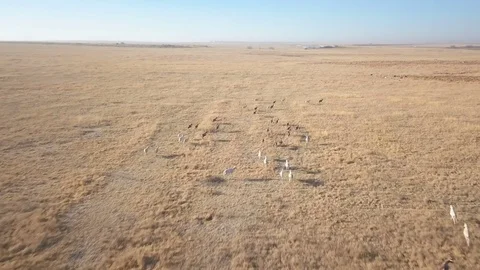 Herd of antelope running in arid plain aerial shot Stock Footage 79806587