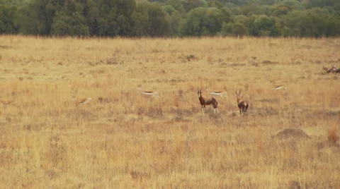 Herd of antelope running in grassland Stock Footage 54590735