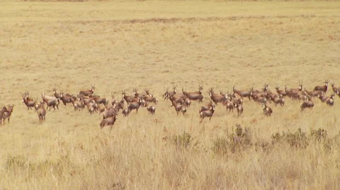 Herd of antelope running in grassland Stock Footage 54590797