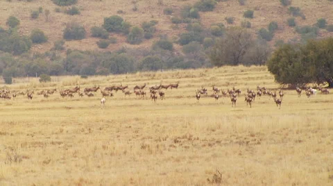 Herd of antelope running in grassland Stock Footage 54590802