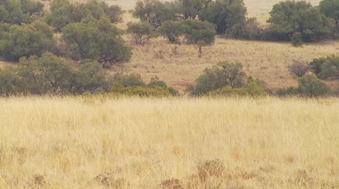 Herd of antelope running in grassland Stock Footage 54590841