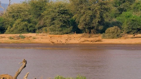 Herd Of Antelopes After Watering On The River Goes Into The Bushes In African Stock Footage 96111374