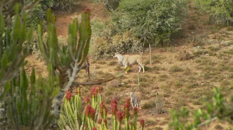 Herd of antelopes in grassland Stock Footage 54591281