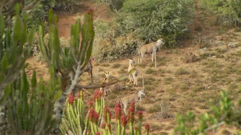 Herd of antelopes in grassland Stock Footage 54591283