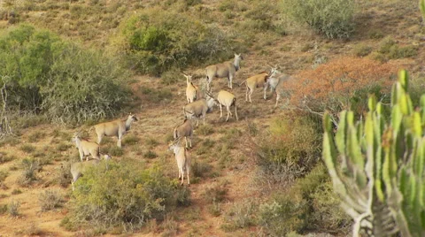Herd of antelopes in grassland Stock Footage 54591289