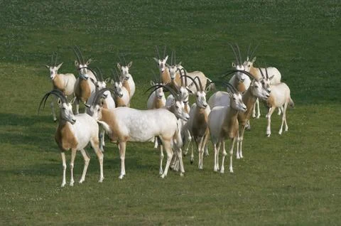 Herd of antelopes Stock Photos