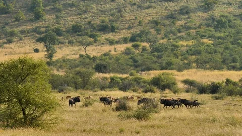 Herd of antelopes in the Savannah Stockbeeldmateriaal 101006012