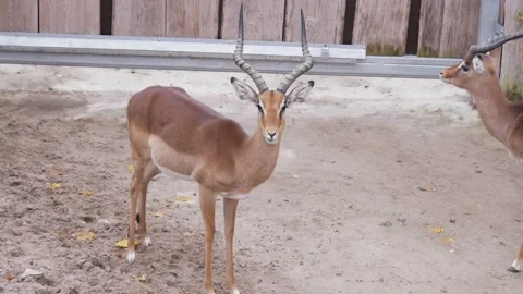 A herd of antelopes is standing by the fence looking in different directions and Stock Footage 143574608