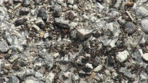 Herd of ants Stock Footage 104651496