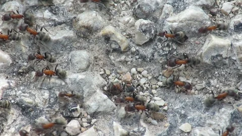 Herd of ants Stock Footage 104651525