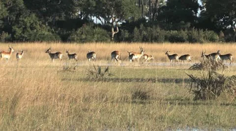 Herd of anxious Red Lechwe Antelope Video stock 22299856