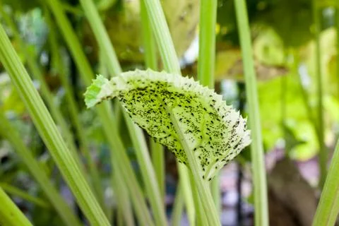 Herd of aphids behind a leaf Stock Photos