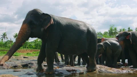 Herd of Asian elephants bathing in a river in tropical landscape Stock Footage 327445976