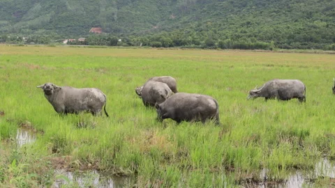 Herd of Asian water buffalo grazing rural landscape. Green pasture, mountains Stock Footage 323791053