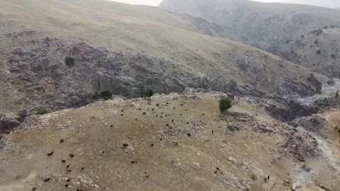 A Herd Atop the Mountain Stock Footage 274537432