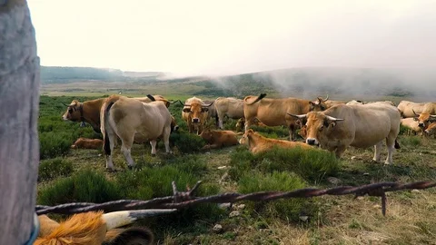 Herd of Aubrac cows in the mist 스톡 동영상 127653013